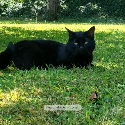 Photo 1/1 Mimi Chat perdu à Saint Germain De Varreville