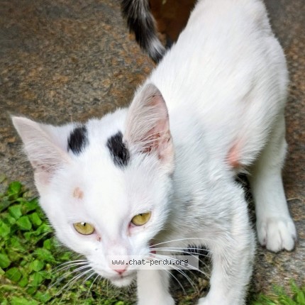 Photo 1/1 Chat trouvé Trouvé à Le Vernet
