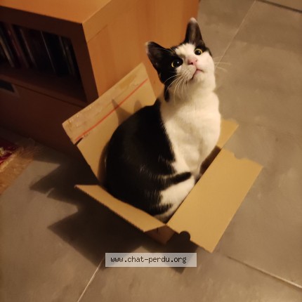 Photo 1/1 Nalũ Chat perdu à Nantes