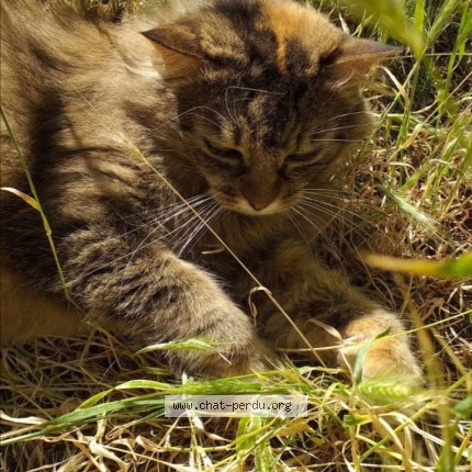 Photo 1/1 Patti Chat perdu à Palaiseau