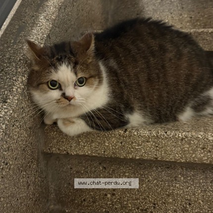 Photo 1/1 Chat trouvé Trouvé à Anderlecht