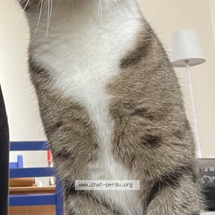 Photo de chat perdu à Saint Denis