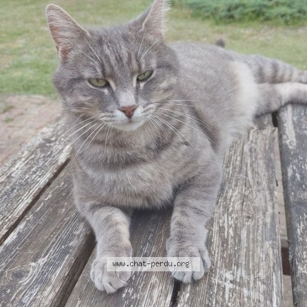 Photo 1/1 Boubou Chat perdu à Vignoux Sur Barangon