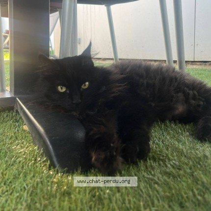Photo 1/1 NALA Chat perdu à Champigny Sur Marne