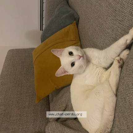 Photo 1/1 VADROUILLE Chat perdu à Villiers Sur Marne