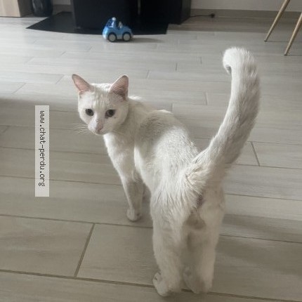 Photo 1/1 VADROUILLE Chat perdu à Villiers Sur Marne