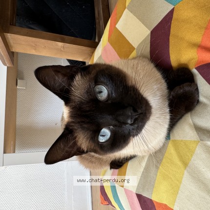 Photo 1/1 Chat retrouvé Perdu à Paris