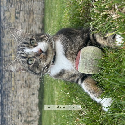 Photo 1/1 Wago Chat perdu à Blainville Sur Orne
