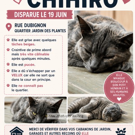 Photo 1/1 Chihiro Chat perdu à Le Mans