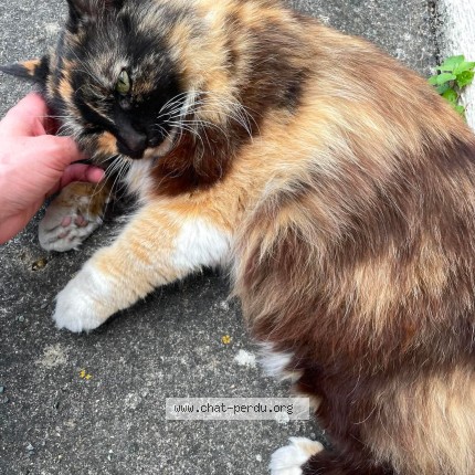 Photo 1/1 Chat trouvé Trouvé à Poitiers