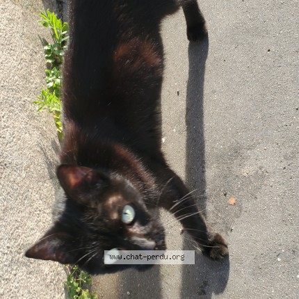Photo 1/1 Chat trouvé Trouvé à Toulouse