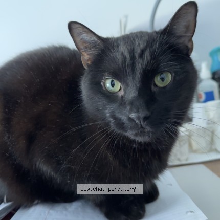 Photo 1/1 L&eacute;o Chat perdu à Montreal