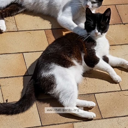 Photo 1/1 Findus Chat perdu à Peyrehorade