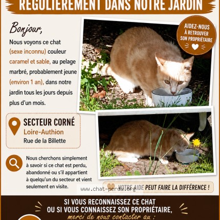 Photo 1/1 Chat trouvé Trouvé à Loire Authion