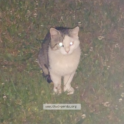 Photo 1/1 Chat trouvé Trouvé à Compiegne