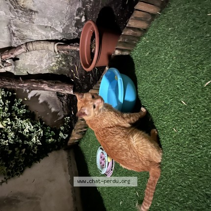 Photo de chat trouvé à Le Bouscat