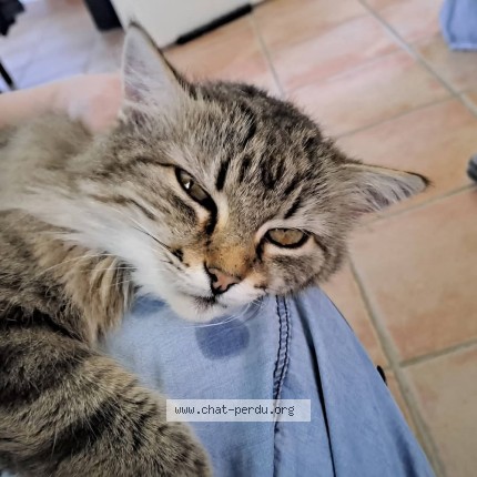 Photo 1/1 Minouche Chat perdu à Saint Sauvant