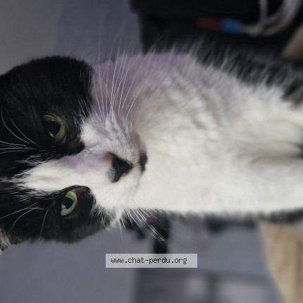 Photo 1/1 Chat retrouvé Perdu à St Maur Des Fosses