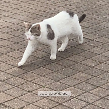 Photo 1/1 pompom Chat perdu à Montmagny