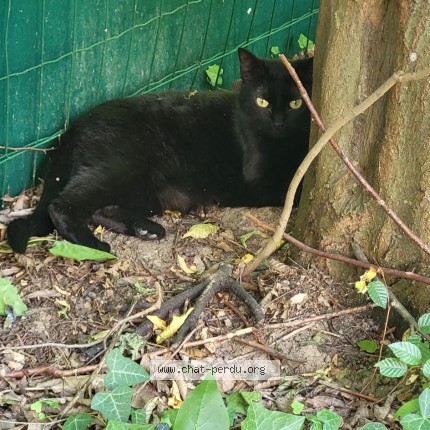 Photo 1/1 Chat trouvé Trouvé à Garches