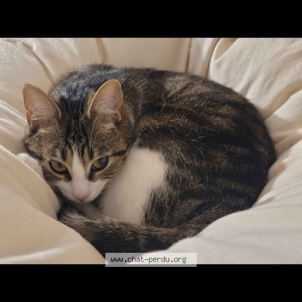 Photo 1/2 Chat retrouvé Perdu à Rennes