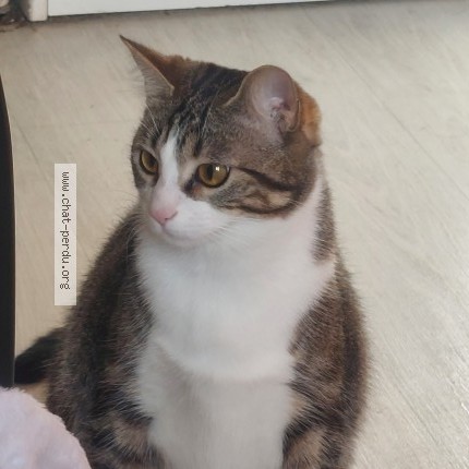 Photo 2/2 Chat retrouvé Perdu à Rennes