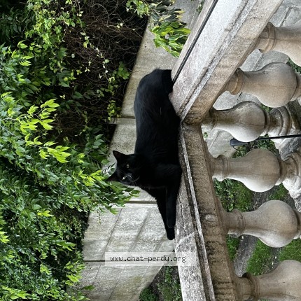 Photo de chat perdu à Enghien Les Bains