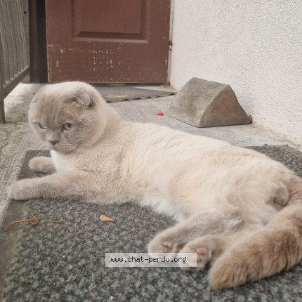 Photo 1/1 Chat trouvé Trouvé à Sainte Genevieve Des Bois