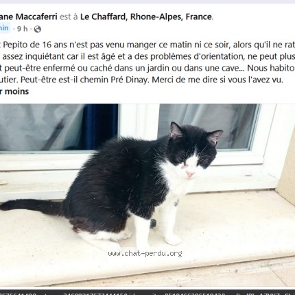 Photo 1/1 Pepito Chat perdu à Satolas Et Bonce