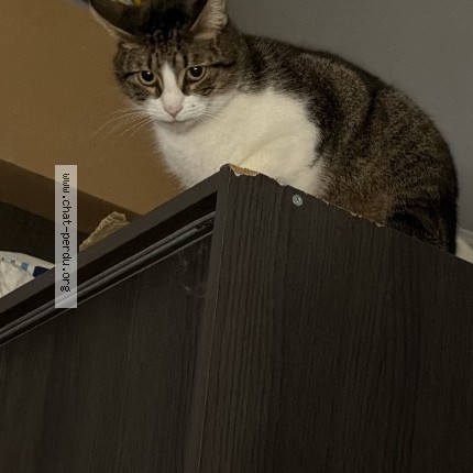Photo de chat perdu à Antibes