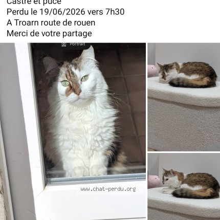Photo 1/1 capucine Chat perdu à Troarn