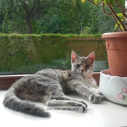 Photo 1/1 Ruby Chat perdu à Lumbres