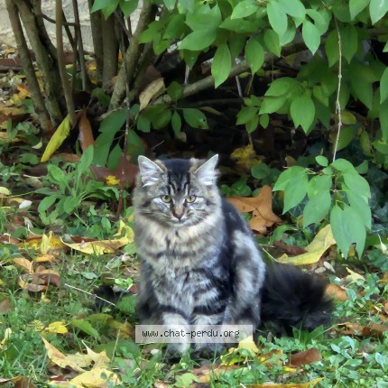 Photo 4/4 Luna Chat perdu à Fleac