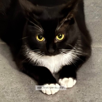 Photo 1/1 Chat retrouvé Perdu à Toulouse