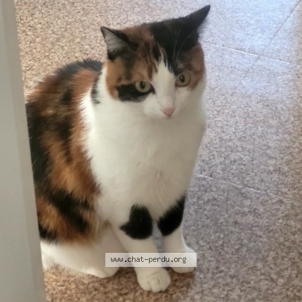 Photo 2/2 FIFI Chat perdu à Villeurbanne