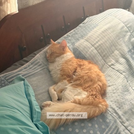 Photo 1/1 Ada Chat perdu à Champigny Sur Marne