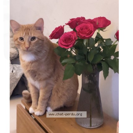 Photo de chat perdu à Cournon D Auvergne
