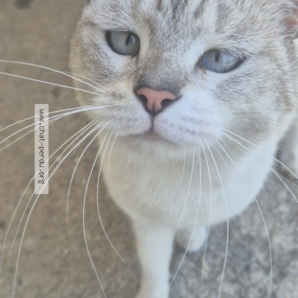 Photo 1/2 Chat trouvé Trouvé à Montpellier