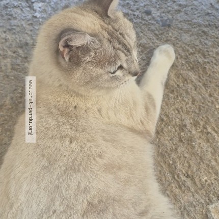 Photo 2/2 Chat trouvé Trouvé à Montpellier