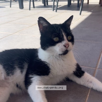 Photo de chat perdu à Lumes