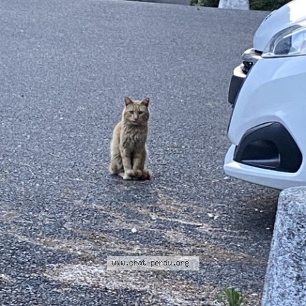 Photo 1/1 Chat trouvé Trouvé à Saint Etienne