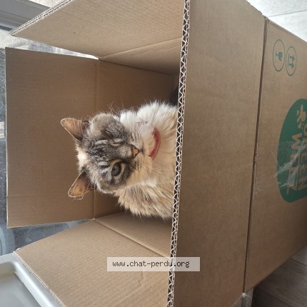 Photo de chat perdu à Nantes