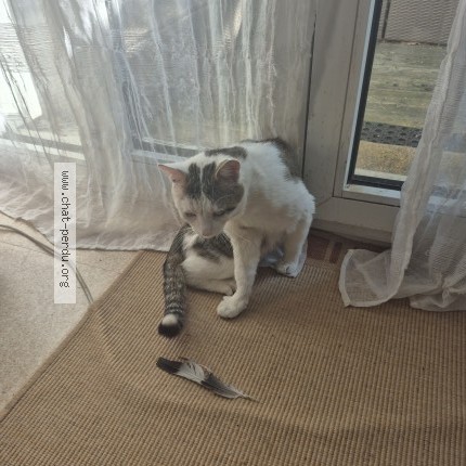 Photo de chat perdu à Elancourt