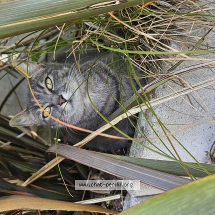 Photo 1/1 Astra Chat perdu à Carquefou