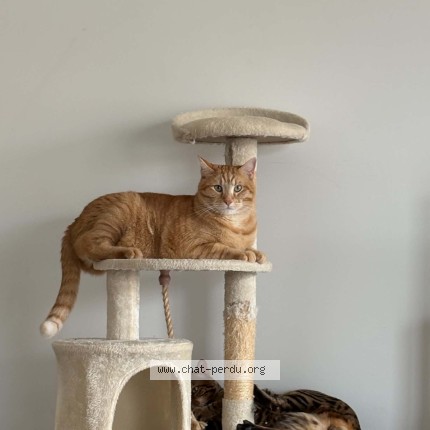 Photo 1/1 Romeo Chat perdu à Wallers