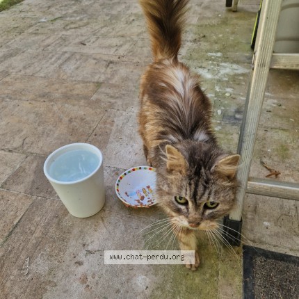 Photo 1/1 Chat trouvé Trouvé à Giverny
