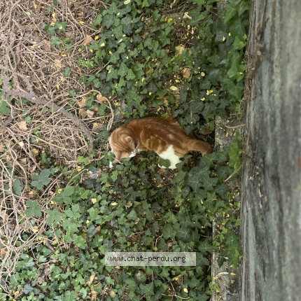 Photo 1/1 Chat trouvé Trouvé à Paris