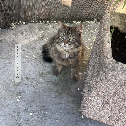 Photo 1/1 Minouche Chat perdu à Calais