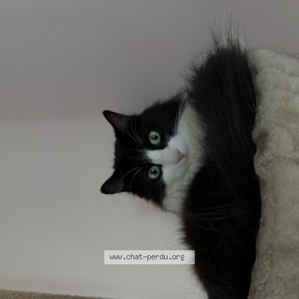 Photo de chat perdu à Livry Gargan