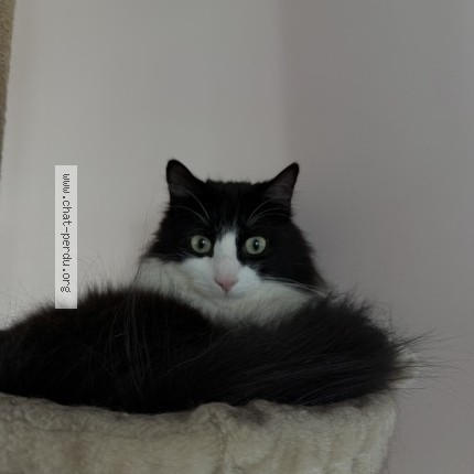 Photo 1/1 Chat retrouvé Perdu à Livry Gargan